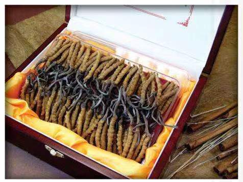 通山冬虫夏草回收